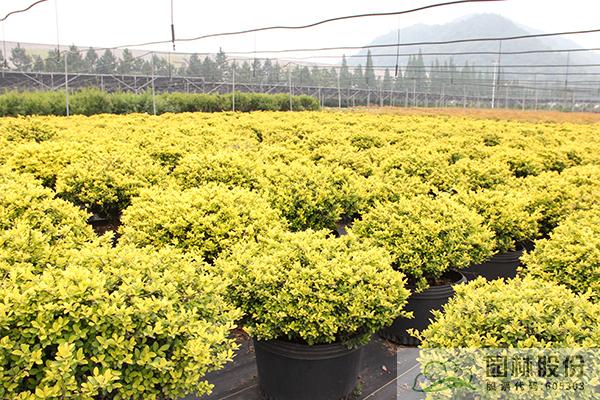 彩运网(中国游)官方网站