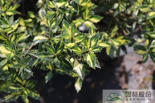 彩运网(中国游)官方网站