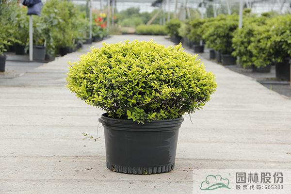 彩运网(中国游)官方网站