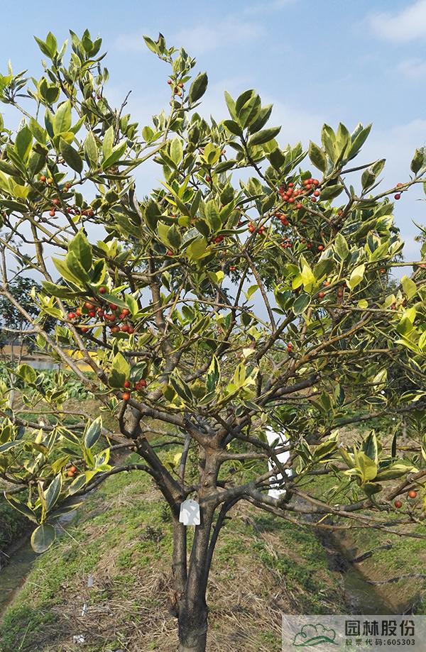 彩运网(中国游)官方网站