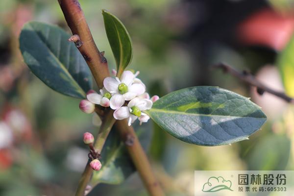 彩运网(中国游)官方网站