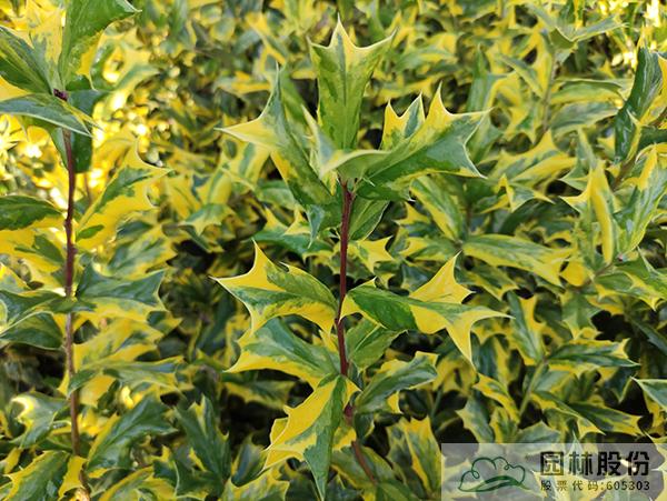 彩运网(中国游)官方网站