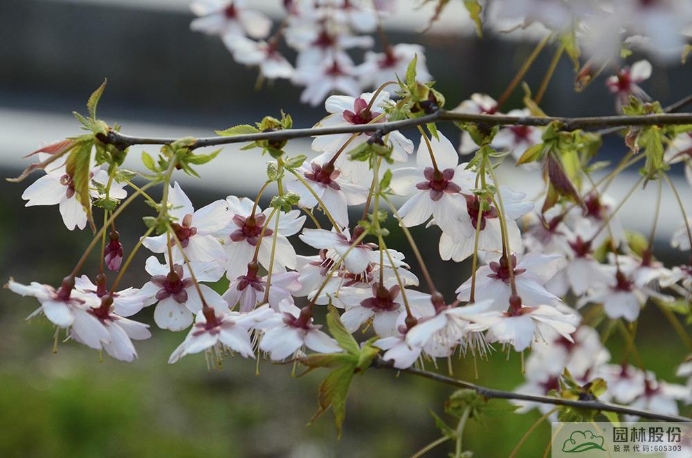 彩运网(中国游)官方网站