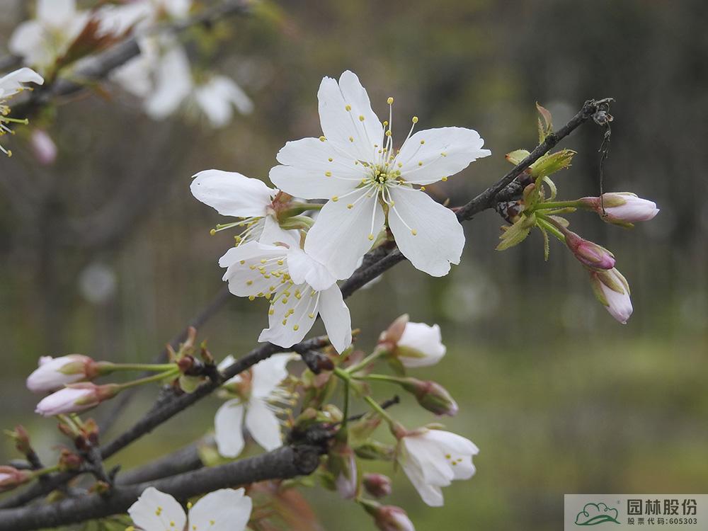 彩运网(中国游)官方网站