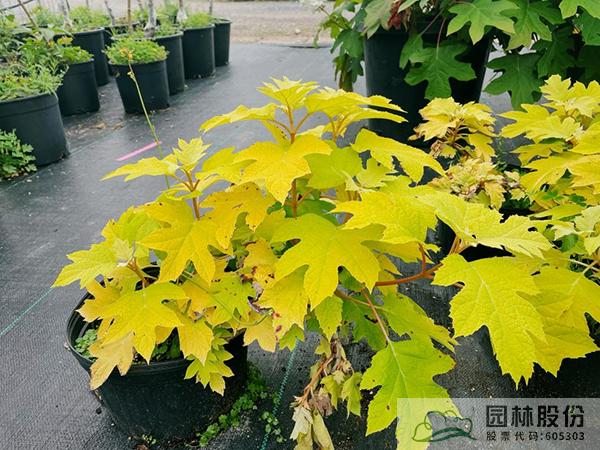 彩运网(中国游)官方网站