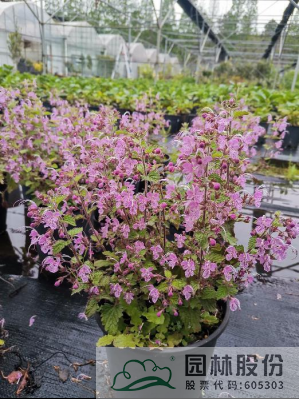 彩运网(中国游)官方网站