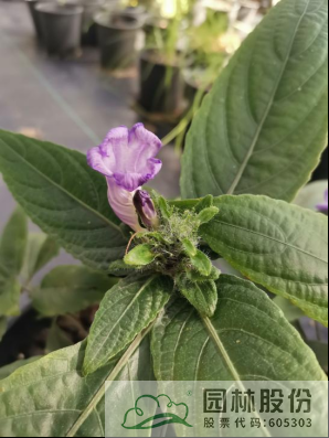 彩运网(中国游)官方网站