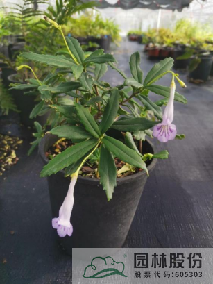 彩运网(中国游)官方网站