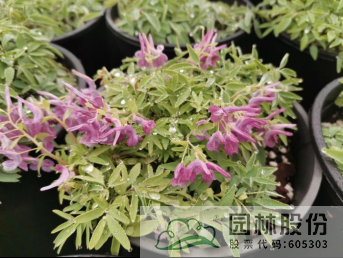 彩运网(中国游)官方网站