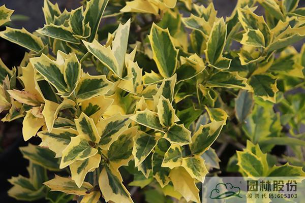 彩运网(中国游)官方网站