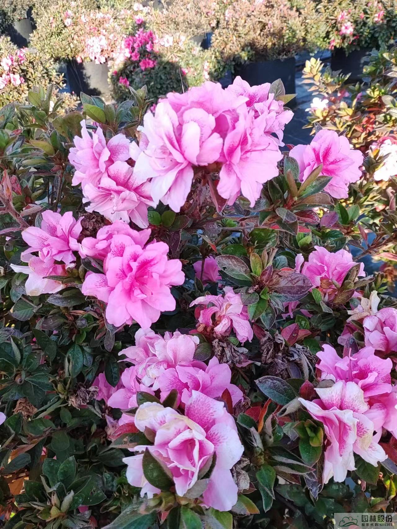 彩运网(中国游)官方网站