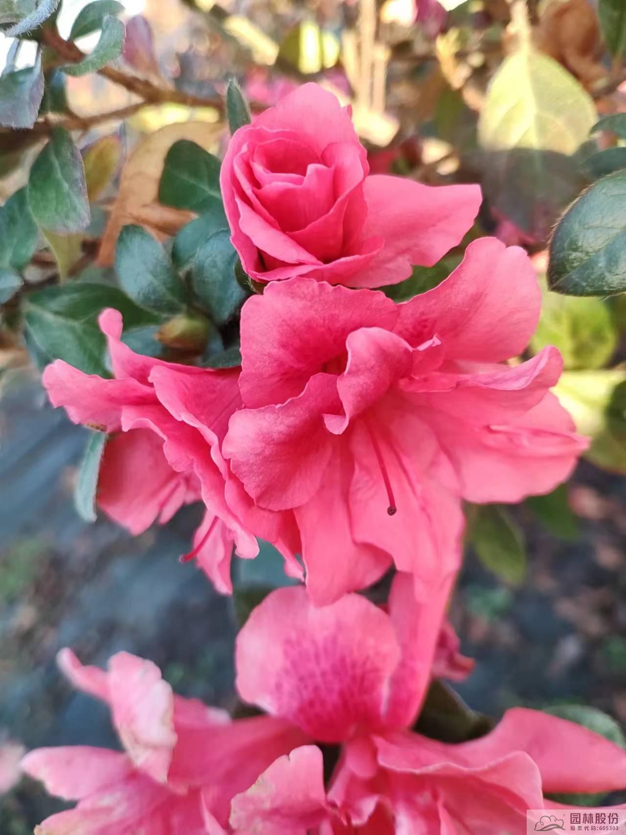 彩运网(中国游)官方网站