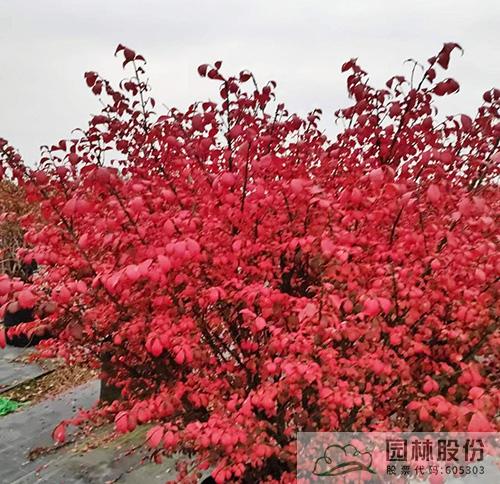 彩运网(中国游)官方网站