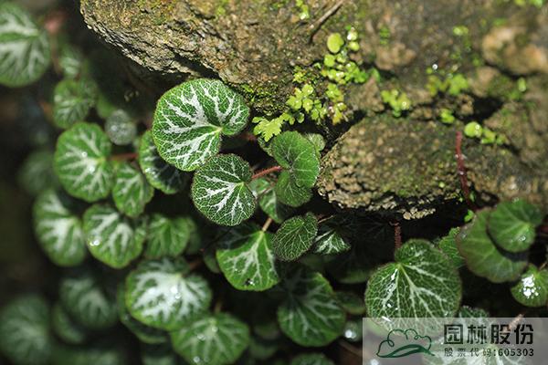 彩运网(中国游)官方网站