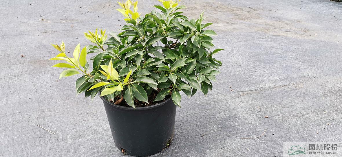 彩运网(中国游)官方网站