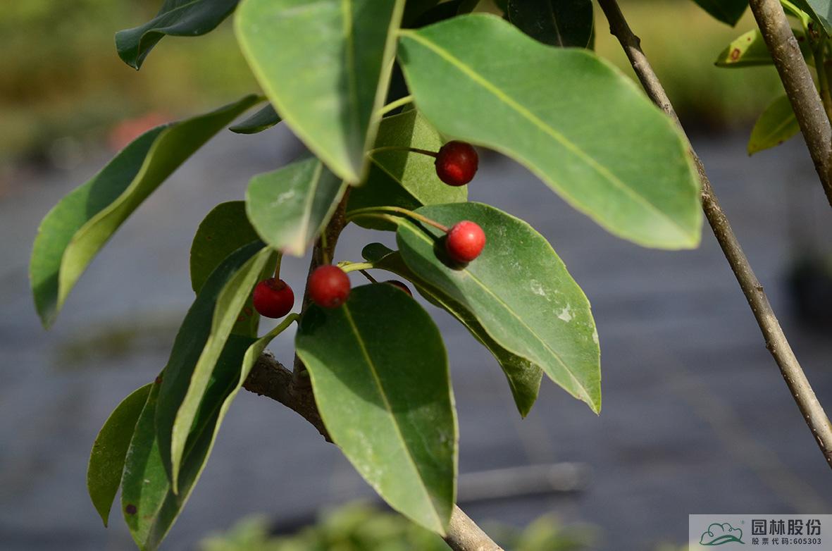 彩运网(中国游)官方网站