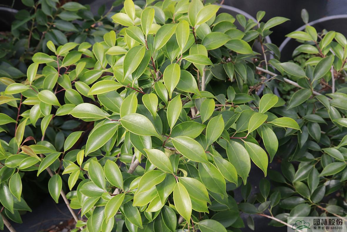 彩运网(中国游)官方网站