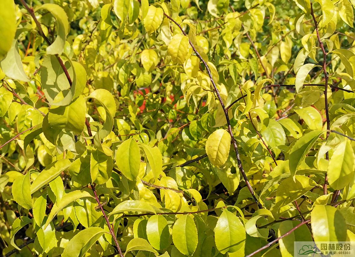 彩运网(中国游)官方网站