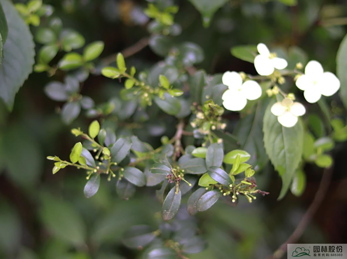 彩运网(中国游)官方网站