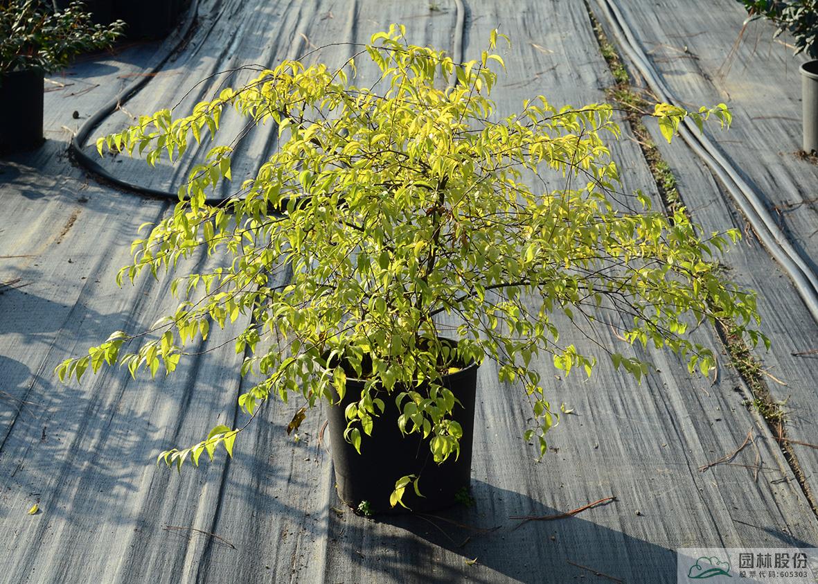 彩运网(中国游)官方网站