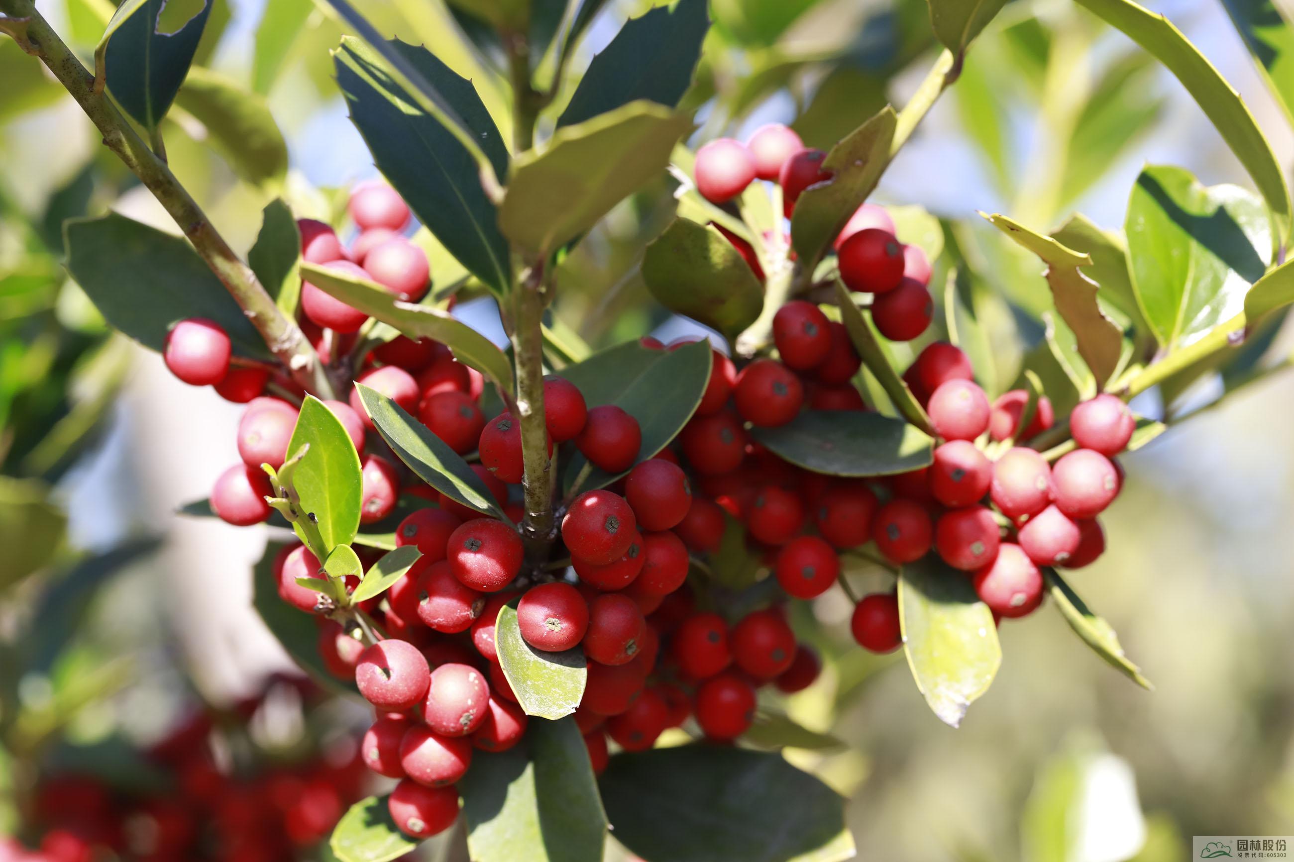 彩运网(中国游)官方网站