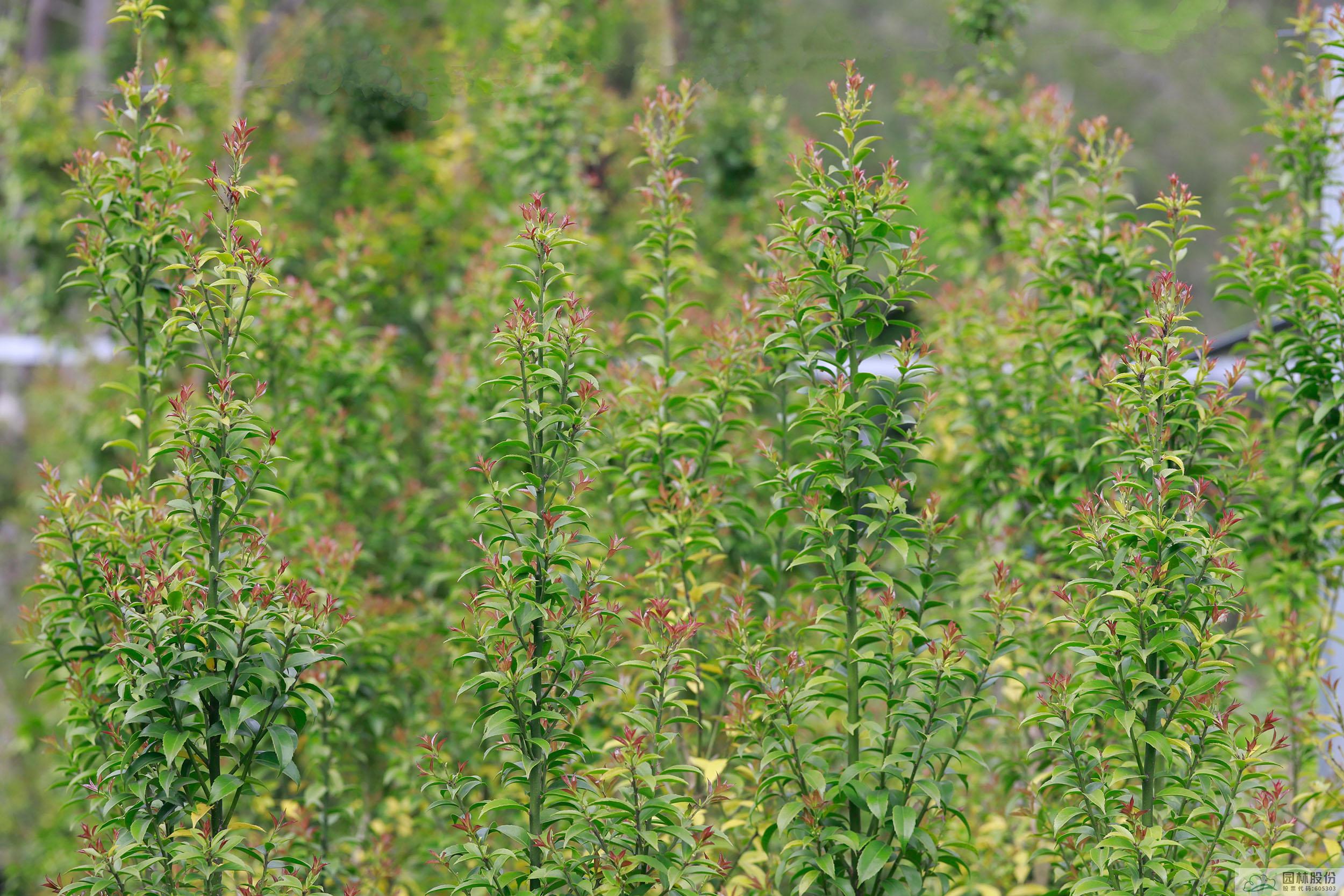 彩运网(中国游)官方网站