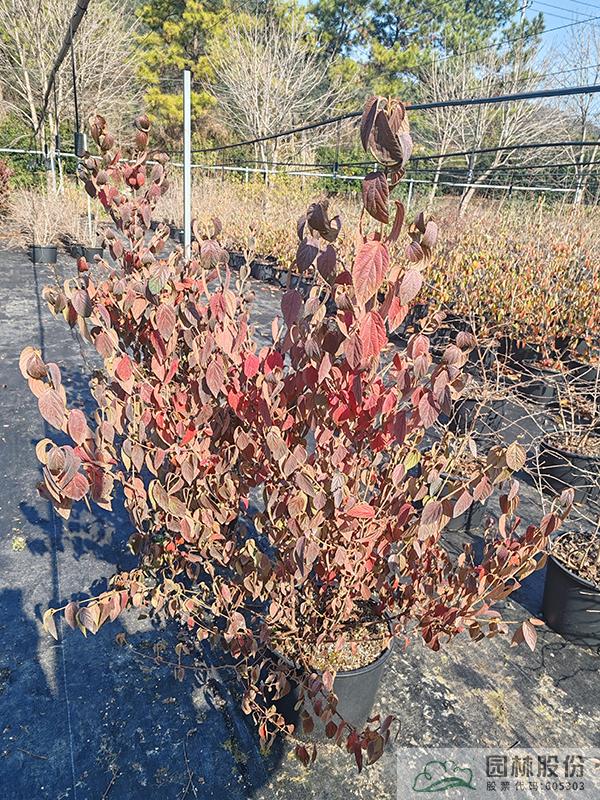 彩运网(中国游)官方网站