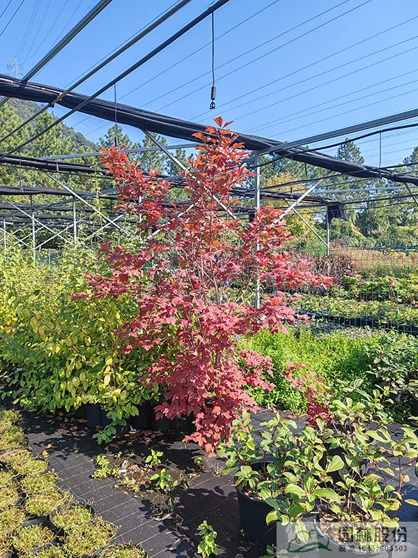 彩运网(中国游)官方网站