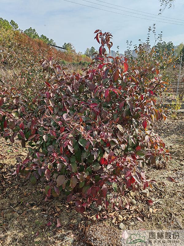 彩运网(中国游)官方网站