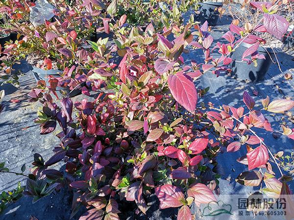 彩运网(中国游)官方网站