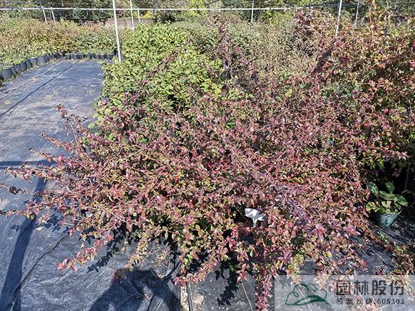 彩运网(中国游)官方网站