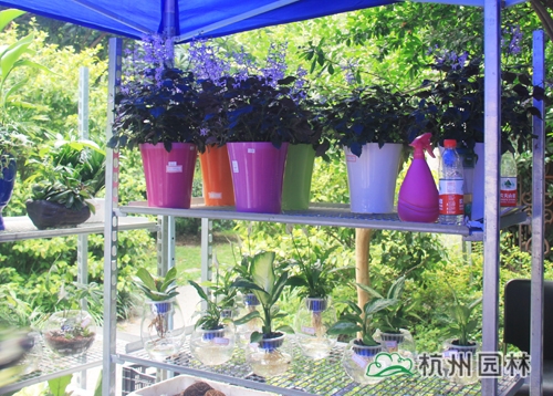 彩运网(中国游)官方网站