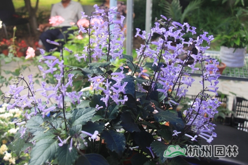 彩运网(中国游)官方网站