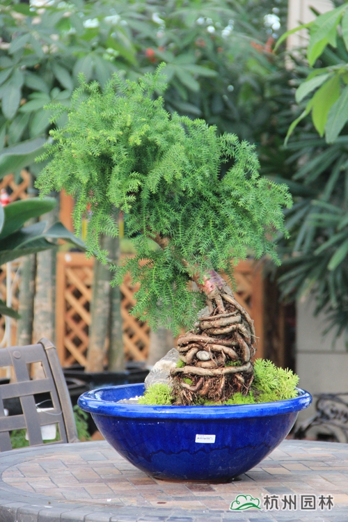 彩运网(中国游)官方网站