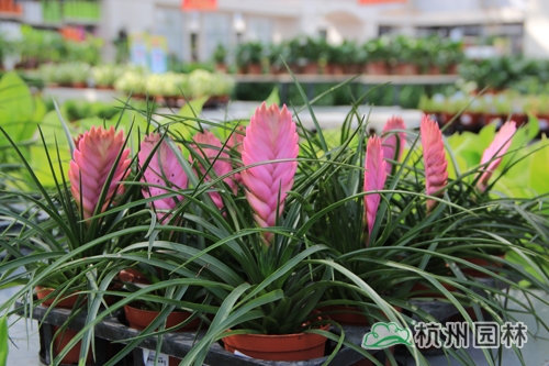 彩运网(中国游)官方网站