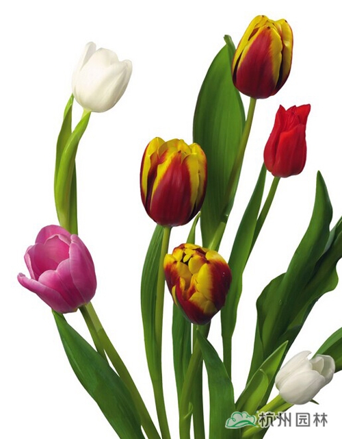 彩运网(中国游)官方网站