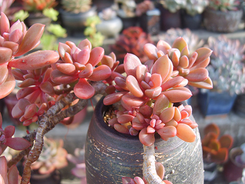 彩运网(中国游)官方网站