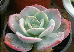 彩运网(中国游)官方网站