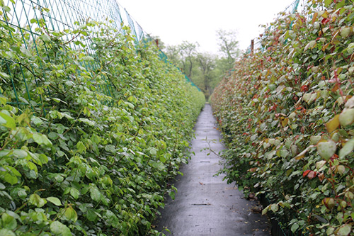 彩运网(中国游)官方网站