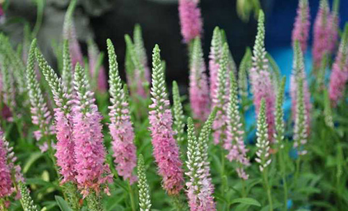 彩运网(中国游)官方网站