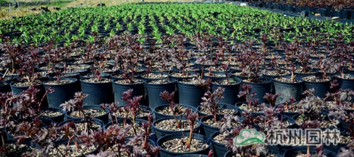 彩运网(中国游)官方网站