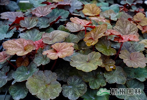 彩运网(中国游)官方网站