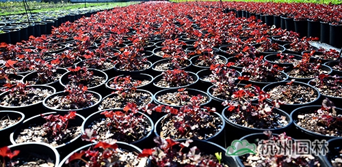 彩运网(中国游)官方网站