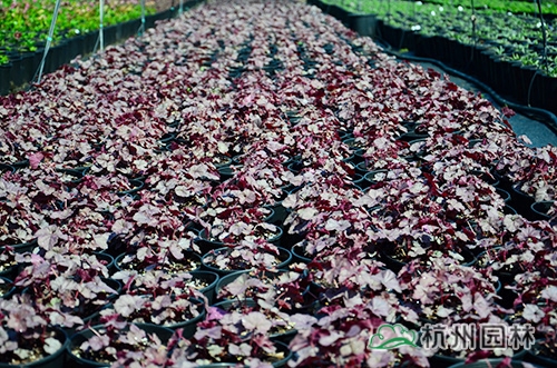 彩运网(中国游)官方网站