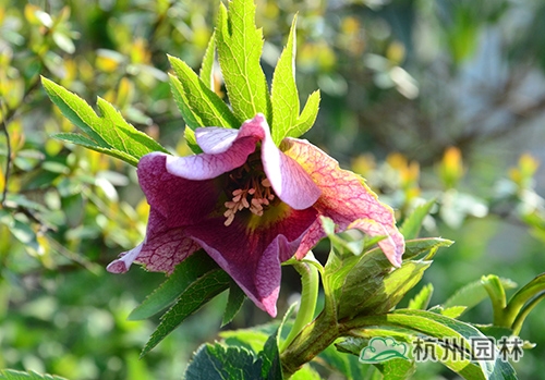 彩运网(中国游)官方网站