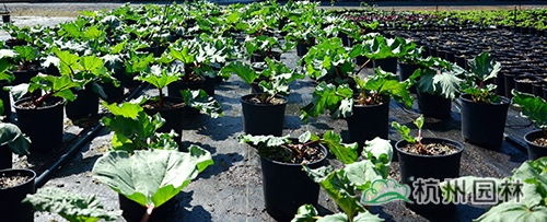 彩运网(中国游)官方网站