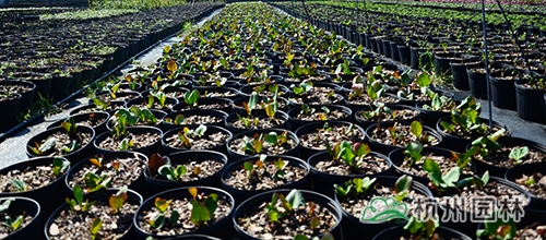 彩运网(中国游)官方网站