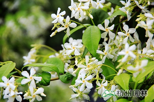 彩运网(中国游)官方网站