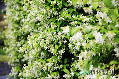 彩运网(中国游)官方网站