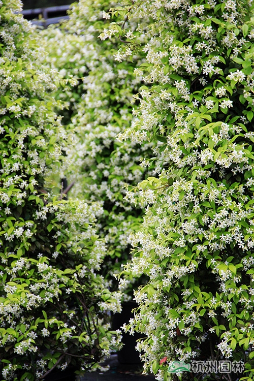 彩运网(中国游)官方网站